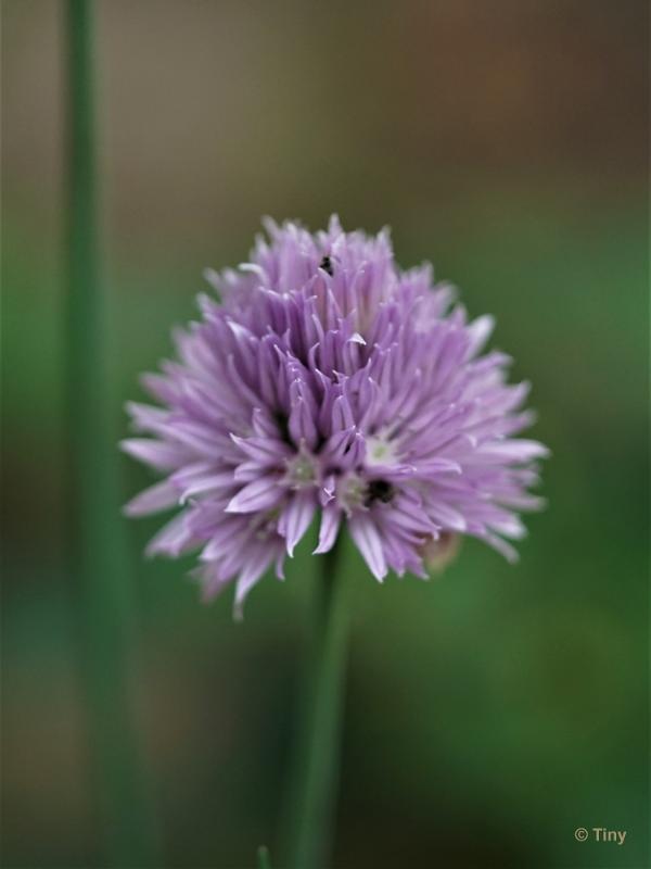 bdFoto 5.JPG - Bloemen